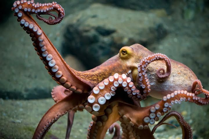 Biologists have discovered a similar gene in humans and octopuses