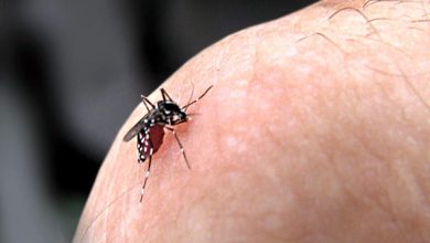 Biologists have learned to turn mosquitoes into eternal teenagers