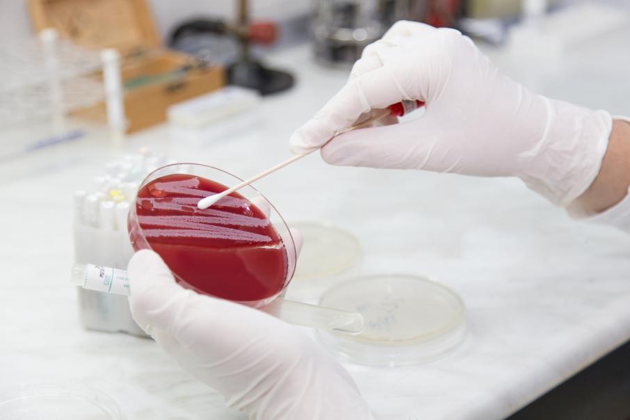 Chilean scientists find antibiotic resistant bacteria in Antarctica