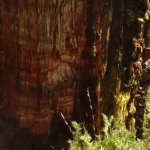 Chiles famous great grandfather tree may be the oldest tree in the world