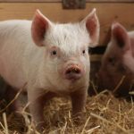 Chinese robot completes pig cloning for the first time