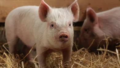 Chinese robot completes pig cloning for the first time