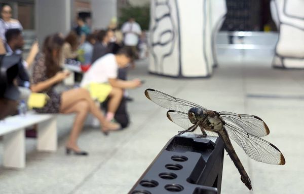 Climate change has increased the number of dragonflies in Europe 1