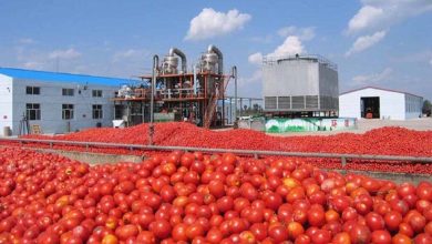 Climate change will hit tomatoes hard