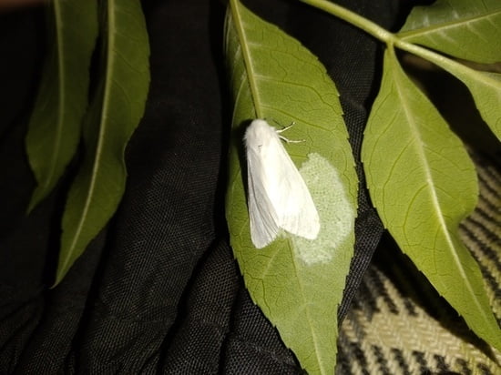 Dangerous American pest butterfly found in Adygea