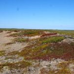 Ecologists have calculated when the Siberian tundra will disappear