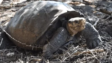 Extinct turtle found alone on remote volcanic island