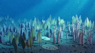 First complex ecosystems formed in Ediakaran millions of years earlier than previously thought