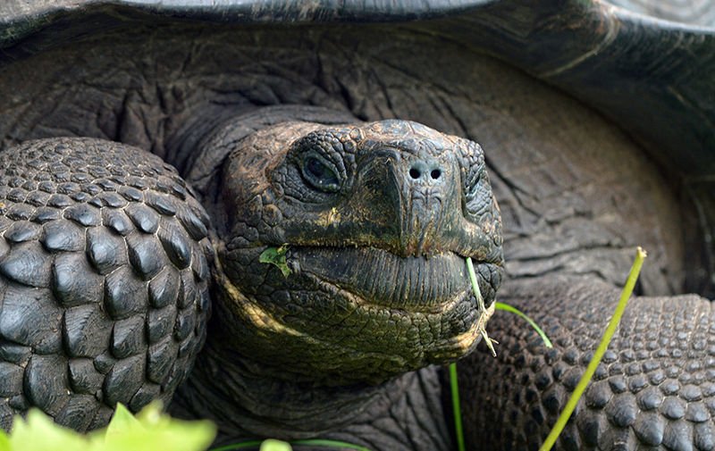 Galapagos fantastic tortoise thought extinct for 100 years found alive
