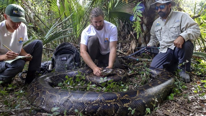 Giant python caught in Florida