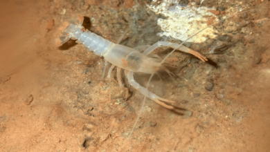 Hid from extinction a rare species of crayfish was rediscovered in an American cave 1