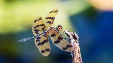How has climate change affected insect populations 1