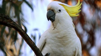 In Australia more than a hundred cockatoos unexpectedly fell from trees and died 1