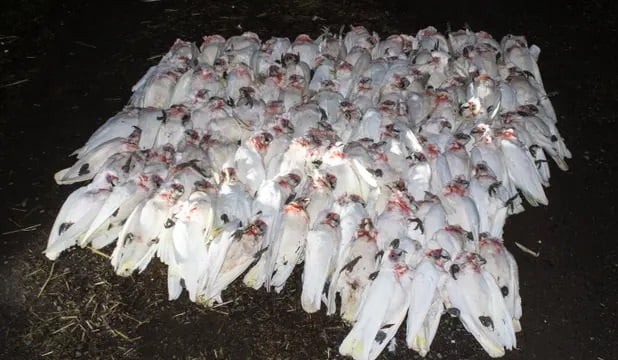 In Australia more than a hundred cockatoos unexpectedly fell from trees and died 2
