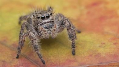 Jumping spider found in 14 7 million year old Chinese amber 1