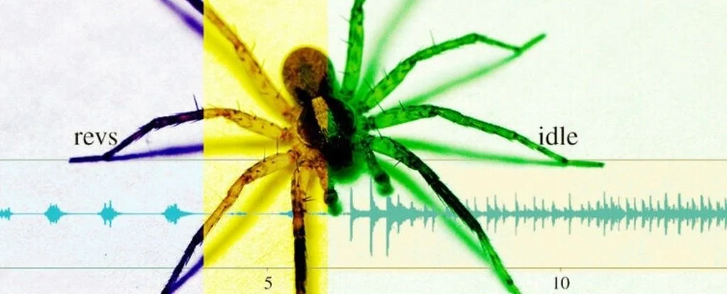 Male wolf spiders make very complex sounds to attract females