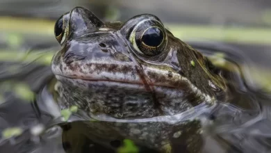 Mysterious ancient frog mass grave found in England