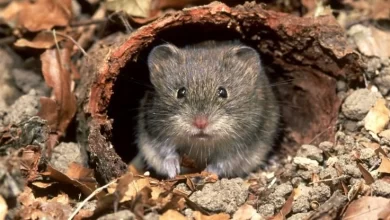 New rodent borne coronavirus discovered in Sweden