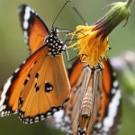 Number of monarch butterflies has hardly changed over the past 25 years