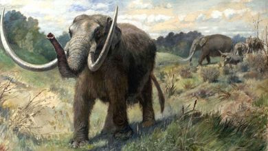 Paleontologists have found that mastodons traveled to mate
