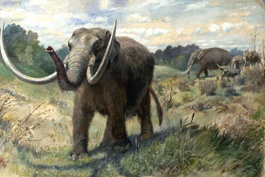 Paleontologists have found that mastodons traveled to mate