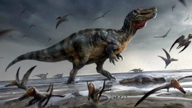 Remains of Europes largest carnivorous dinosaur discovered 1