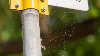 Scientists calculate the amount of microplastics in spider webs 1