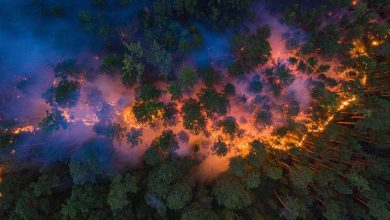Scientists have discovered traces of the oldest forest fires 430 million years old 1