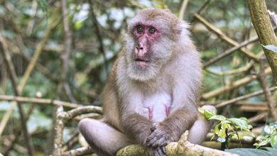 Scientists have found how the composition of the intestinal microflora in monkeys changes with age 1