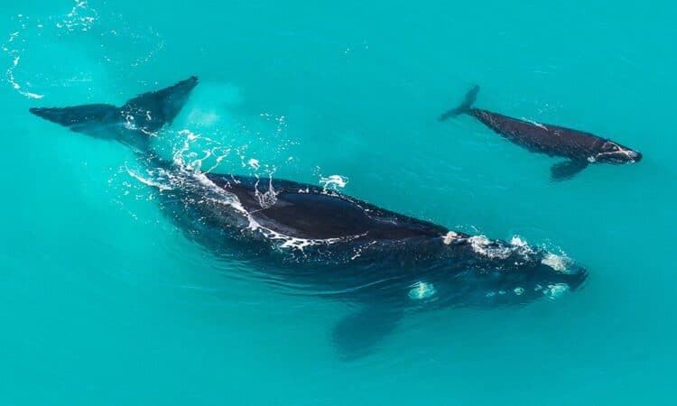 Scientists have found out why whales prefer to give birth to cubs in shallow water 1