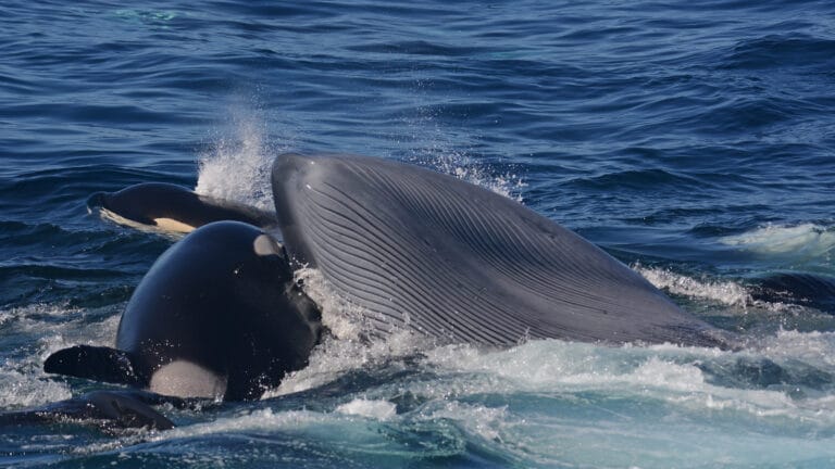 Scientists have found out why whales prefer to give birth to cubs in shallow water 2