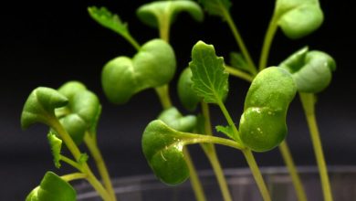 Scientists have learned to grow plants in total darkness