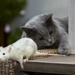 Scientists have shown that animals can successfully suppress innate behavior