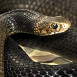 Snake venom hydrogel will stop massive bleeding