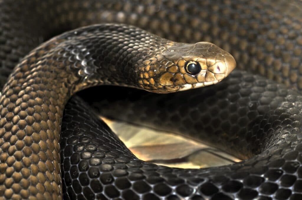 Snake venom hydrogel will stop massive bleeding