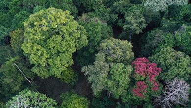 Thirteen thousand species of trees from around the world were divided into ecological groups