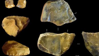 Very first hand axes in the UK were made by ancient people 560 000 years ago
