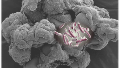 Weightlessness made parasitic bacteria more successful