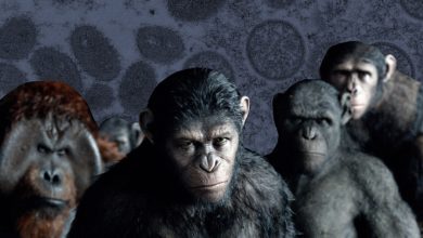 What diseases of primates can really threaten humanity 1