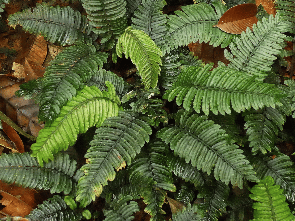 7 new species of ferns discovered in the rainforests of America 1
