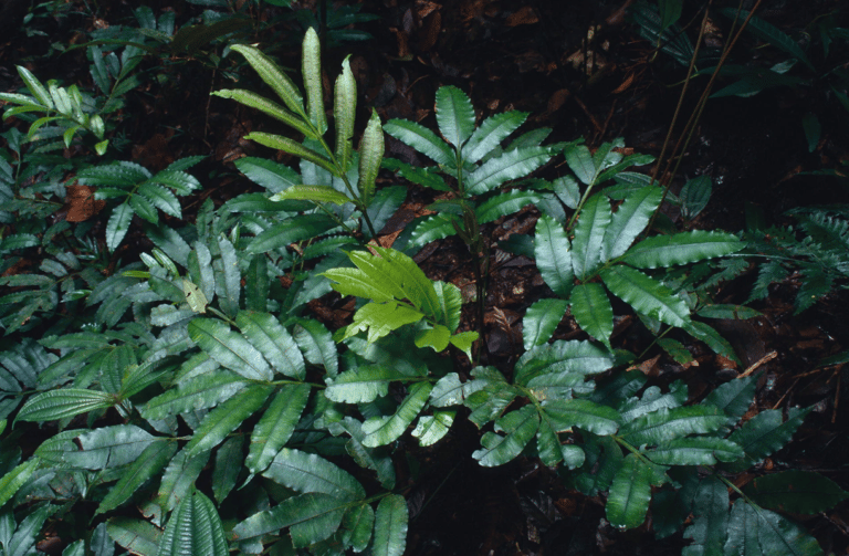 7 new species of ferns discovered in the rainforests of America 2