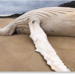 A white whale stranded on a beach in Victoria Australia