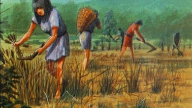 About 5 500 years ago sustainable agriculture was already being developed in northern China
