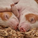Bacteria dangerous to humans found in pigs