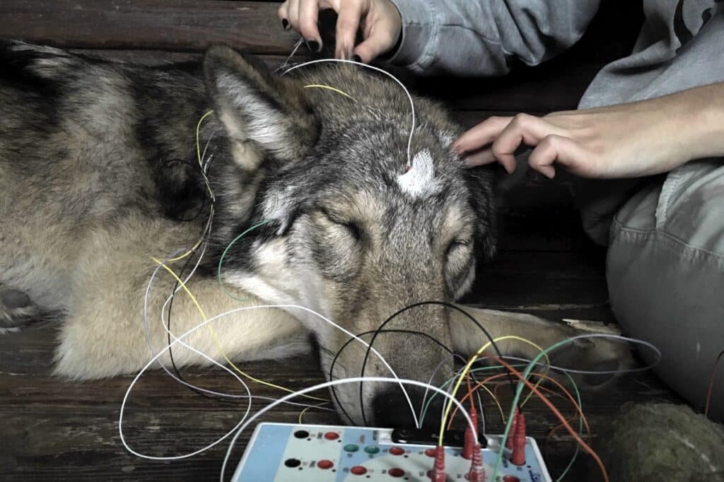 Biologists compared the sleep of wolves and dogs