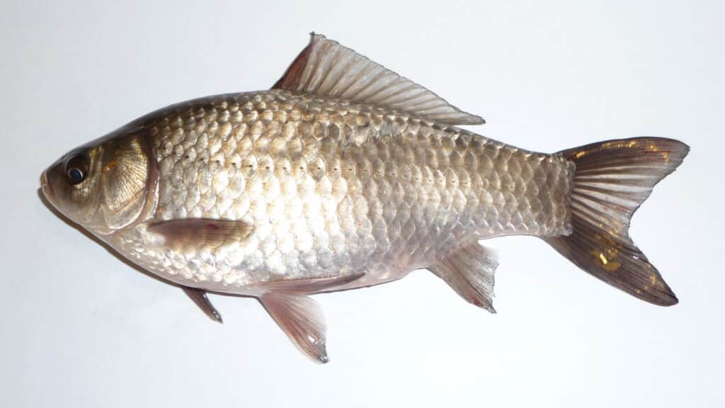Biologists have discovered why the silver carp genome consists of six copies