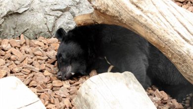 Blood plasma of sleeping bears will protect our muscles from degradation during immobility