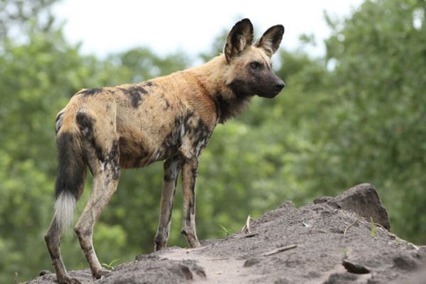 Climate change has forced wild dogs to breed in more hungry times