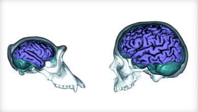 Connections between brain regions unique to humans provide speech function