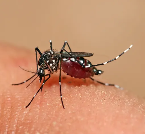 Dengue epidemic on the rise in Sri Lanka 2